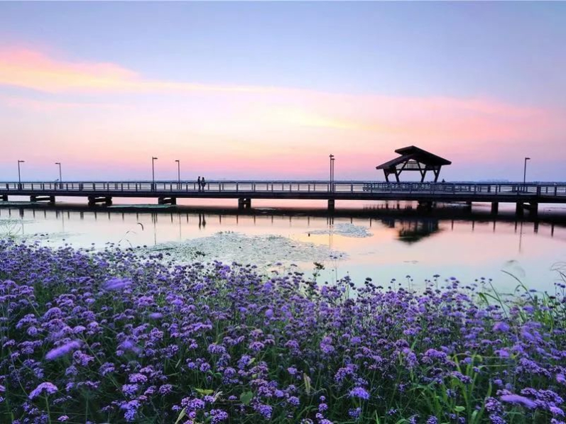 必看！阳澄湖的花景、湖景真的绝了！